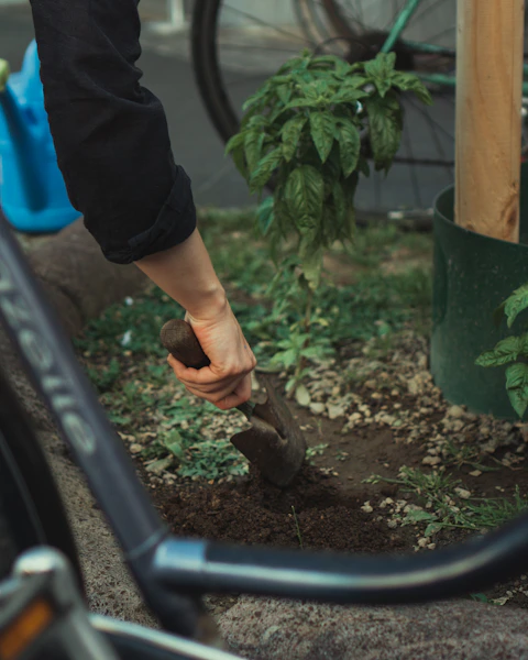 Landscaper laying turf